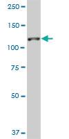 Anti-SH3RF1 Mouse Monoclonal Antibody [clone: 3H3]