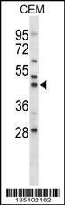 Anti-MAP2K2 Rabbit Polyclonal Antibody (FITC (Fluorescein Isothiocyanate))