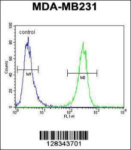 Anti-HFM1 Rabbit Polyclonal Antibody (HRP (Horseradish Peroxidase))