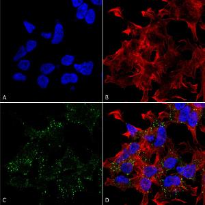 Immunocytochemistry/Immunofluorescence analysis of human neuroblastoma cell line (SK-N-BE, fixed in 4% formaldehyde for 15 min at room temperature, using Anti-VGLUT3 Antibody [S34-34] (A305014), at 1:100 for 60 minutes at room temperature