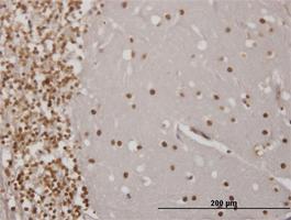 Anti-EN1 Mouse Monoclonal Antibody [clone: 3H2]