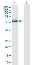 Anti-IQCB1 Mouse Polyclonal Antibody