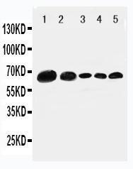 Anti-Paxillin Rabbit Polyclonal Antibody