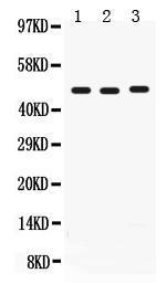 Anti-CD46 Rabbit Polyclonal Antibody