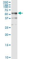 Anti-TUBB Rabbit Polyclonal Antibody