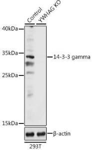 Western blot analysis of extracts from normal (control) and 14-3-3 gamma knockout (KO) 293T cells, using Anti-14-3-3 gamma/YWHAG Antibody (A92879) at 1:500 dilution