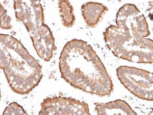 Immunohistochemical analysis of formalin-fixed, paraffin-embedded human small intestine using Anti-Villin Antibody [VIL1/1314 + VIL1/2376]