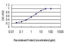 Anti-SH3RF1 Mouse Monoclonal Antibody [clone: 3H3]