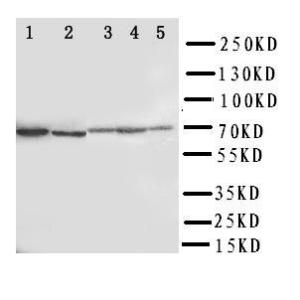 Anti-CD274 Rabbit Polyclonal Antibody