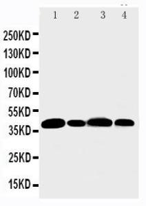 Anti-Aurora B Rabbit Polyclonal Antibody