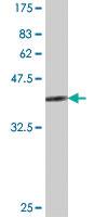 Anti-MUC4 Mouse Polyclonal Antibody