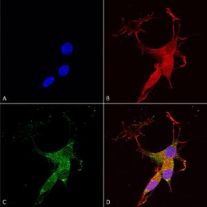 Immunocytochemistry/Immunofluorescence analysis of human neuroblastoma cells (SH-SY5Y), fixed in 4% PFA for 15 min, using Anti-VGLUT3 Antibody [S34-34] (A305014), at 1:50 for overnight at 4 °C with slow rocking