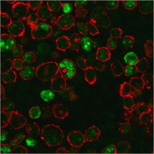 Immunofluorescent analysis of K562 cells stained with Anti-Nucleophosmin Antibody [NPM1/3286] followed by Goat Anti-Mouse IgG (CF&#174; 488) (Green). Nuclei are stained with RedDot