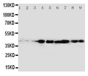 Anti-CrkL Rabbit Polyclonal Antibody