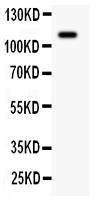 Anti-KIT/SCFR Polyclonal Antibody