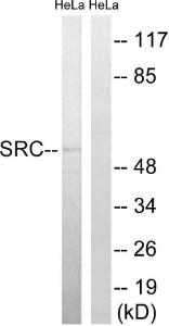 Anti-SRC Family Rabbit Polyclonal Antibody