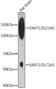 Western blot analysis of extracts of Rat brain, using Anti-EAAT1 Antibody [ARC1714] (A306133) at 1:500 dilution The secondary antibody was Goat Anti-Rabbit IgG H&L Antibody (HRP) at 1:10,000 dilution Lysates/proteins were present at 25 µg per lane