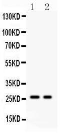 Anti-Kallikrein 4 Polyclonal Antibody