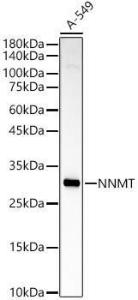 Western blot analysis of A-549, using Anti-NNMT Antibody (A92881) at 1:1,000 dilution. The secondary antibody was Goat Anti-Rabbit IgG H&L Antibody (HRP) at 1:10,000 dilution.