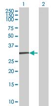 Anti-ENDOG Mouse Polyclonal Antibody