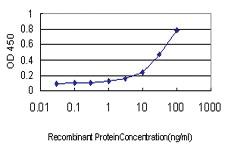 Anti-GAPDHS Mouse Monoclonal Antibody [clone: 2E3-2E10]