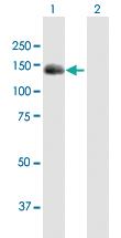 Anti-BUB1 Mouse Polyclonal Antibody