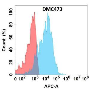 Anti-Endomucin Recombinant Recombinant Antibody [clone: DMC473]