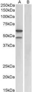 Anti-E2f3 antibody