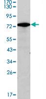 Anti-GATA3 Mouse Monoclonal Antibody [clone: 7B5]