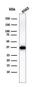 Western blot analysis of K562 cell lysate using Anti-Nucleophosmin Antibody [NPM1/3286]