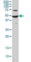 Anti-ADCYAP1R1 Mouse Monoclonal Antibody [clone: 2B12]