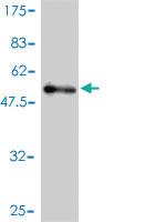 Anti-USP15 Mouse Monoclonal Antibody [clone: 1C10]