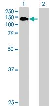 Anti-BUB1 Rabbit Polyclonal Antibody