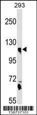 Anti-CLSTN1 Rabbit Polyclonal Antibody (HRP (Horseradish Peroxidase))