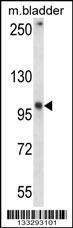 Anti-GRID1 Rabbit Polyclonal Antibody (Biotin)