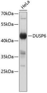 Western blot analysis of extracts of HeLa cells, using Anti-DUSP6 Antibody (A8444). The secondary antibody was Goat Anti-Rabbit IgG H and L Antibody (HRP) at 1:10,000 dilution. Lysates/proteins were present at 25 µg per lane. The blocking buffer used was 3% non-fat dry milk in TBST