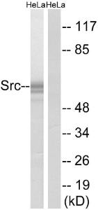 Anti-SRC Family Rabbit Polyclonal Antibody