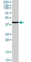 Anti-BGN Goat Polyclonal Antibody