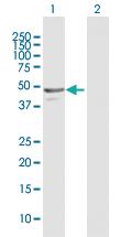 Anti-NAPRT Rabbit Polyclonal Antibody