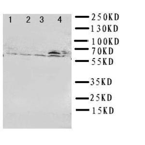 Anti-RIP2 Rabbit Polyclonal Antibody