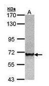 Anti-TRAF6 Rabbit Polyclonal Antibody