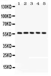 Anti-CREB3L1 Rabbit Polyclonal Antibody