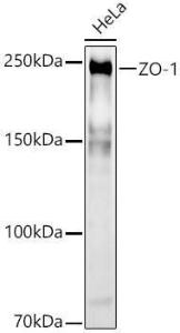 Western blot analysis of HeLa, using Anti-ZO1 tight junction protein Antibody (A8449) at 1:2,000 dilution The secondary antibody was Goat Anti-Rabbit IgG H&L Antibody (HRP) at 1:10,000 dilution Lysates/proteins were present at 25 µg per lane