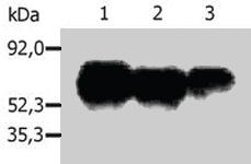 Anti-PAG1 Mouse Monoclonal Antibody [clone: PAG-C1]