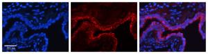 Anti-FLII Rabbit Polyclonal Antibody