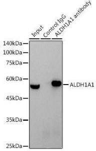 Immunoprecipitation analysis of 600 µg extracts of mouse testis cells using 3 µg of Anti-ALDH1A1 Antibody [ARC52440] (A309053). This Western blot was performed on the immunoprecipitate using Anti-ALDH1A1 Antibody [ARC52440] (A309053) at a dilution of 1:1000