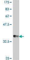 Anti-CD19 Mouse Polyclonal Antibody