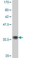 Anti-USP3 Mouse Polyclonal Antibody