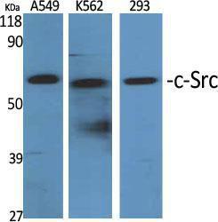 Anti-SRC Family Rabbit Polyclonal Antibody