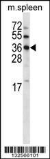 Anti-MARC2 Rabbit Polyclonal Antibody (APC (Allophycocyanin))